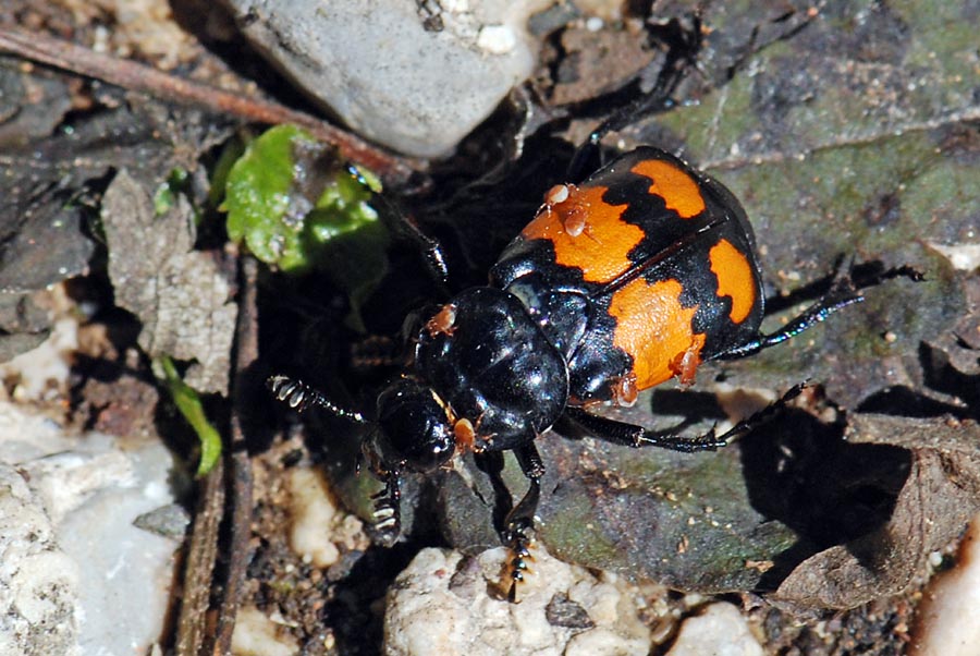 Nicrophorus vespilloides con acari